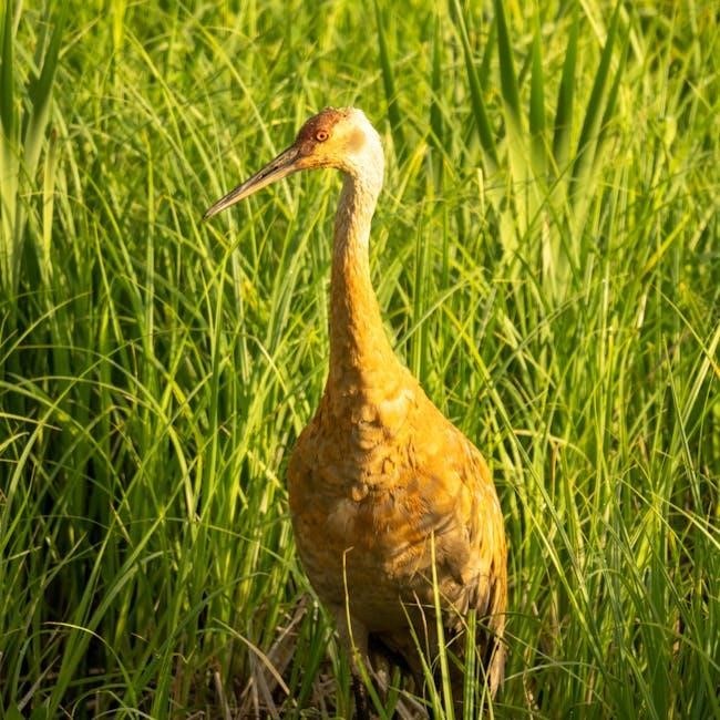 birds of wisconsin field guide birds of wisconsin field guide